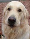 Golden Retriever dog head photo